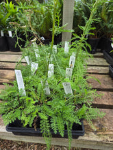 Load image into Gallery viewer, Achillea millefolium
