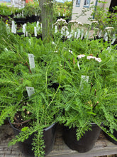 Load image into Gallery viewer, Achillea millefolium
