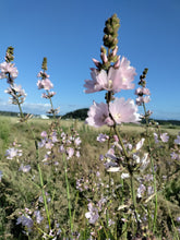 Load image into Gallery viewer, Sidalcea campestris
