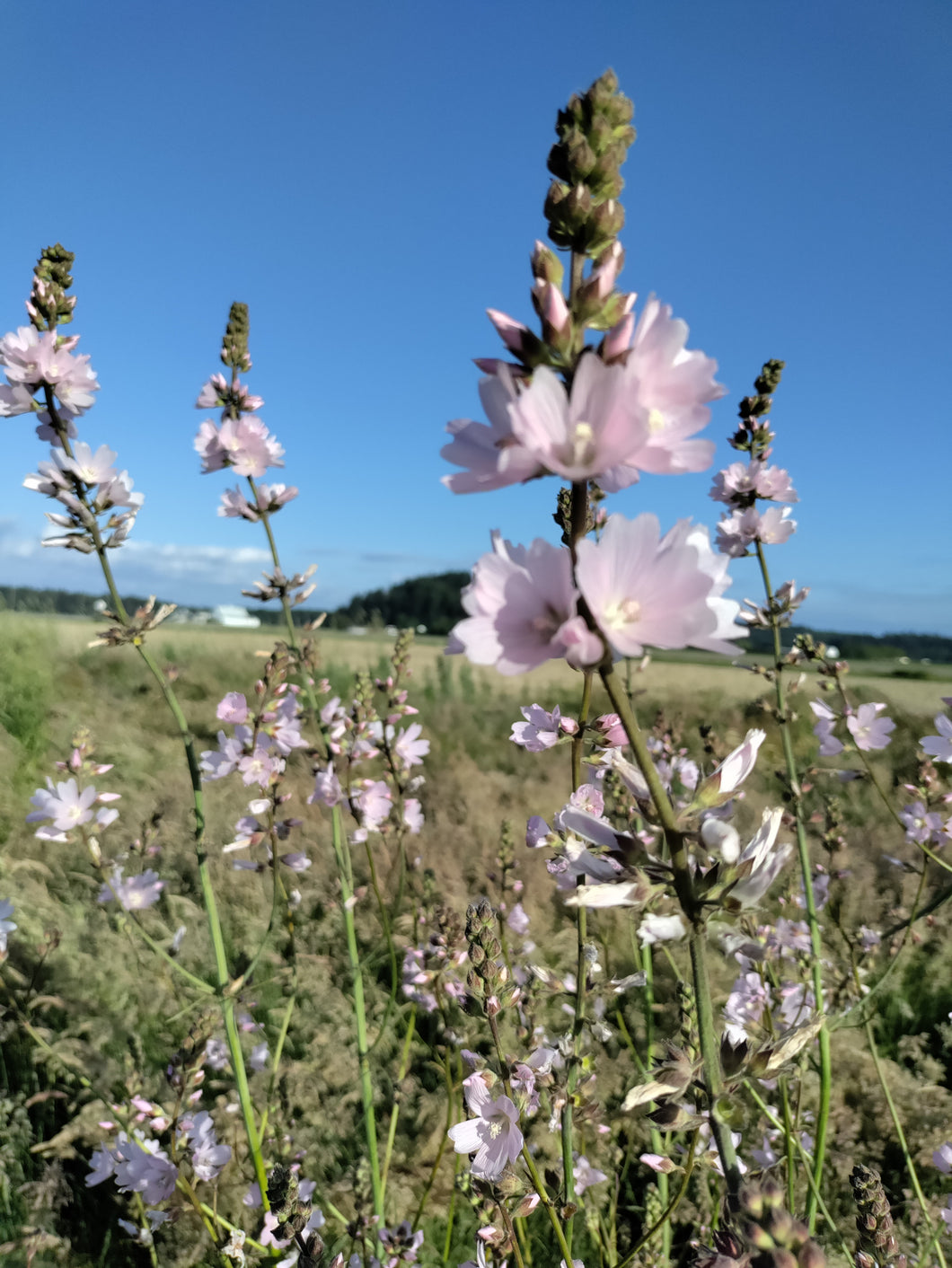 Sidalcea campestris