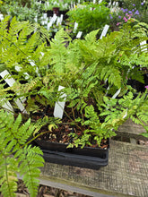 Load image into Gallery viewer, Dryopteris expansa
