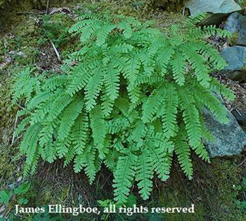 Adiantum aleuticum