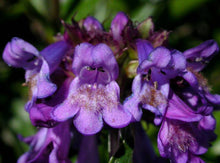 Load image into Gallery viewer, Penstemon procerus
