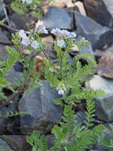 Load image into Gallery viewer, Polemonium pulcherrimum
