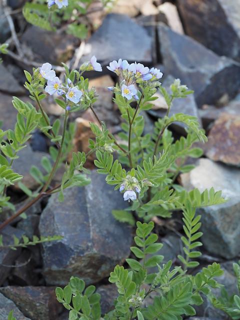 Polemonium pulcherrimum