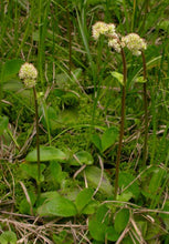 Load image into Gallery viewer, Leptarrhena pyrolifolia
