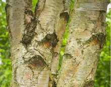 Load image into Gallery viewer, Betula papyrifera
