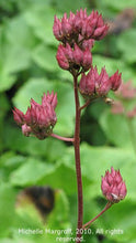 Load image into Gallery viewer, Leptarrhena pyrolifolia
