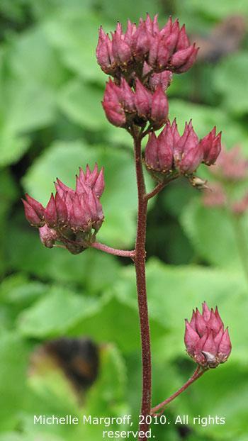 Leptarrhena pyrolifolia