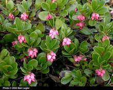 Load image into Gallery viewer, Arctostaphylos uva-ursi
