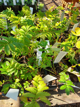 Load image into Gallery viewer, Potentilla anserina

