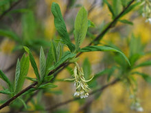 Load image into Gallery viewer, Oemleria cerasiformis
