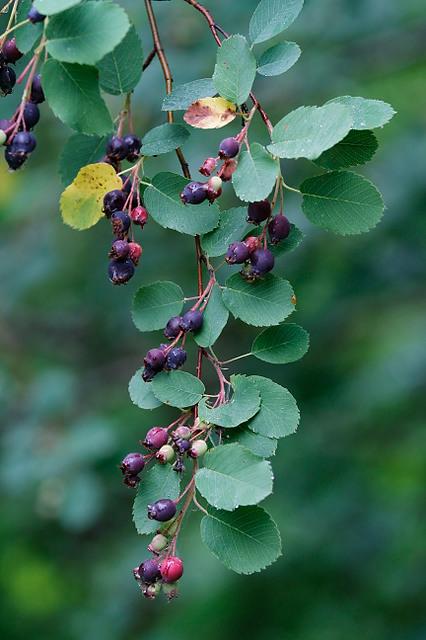 Amelanchier alnifolia