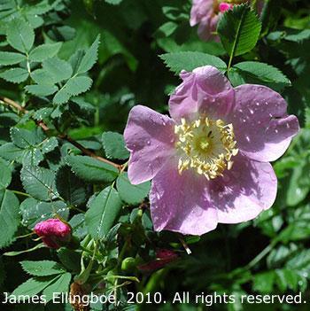 Rosa nutkana