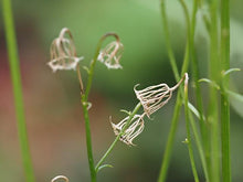 Load image into Gallery viewer, Campanula rotundifolia
