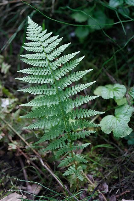 Athyrium filix-femina