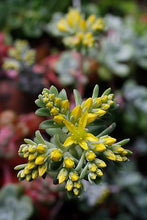 Load image into Gallery viewer, Sedum spathulifolium
