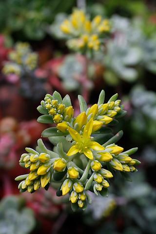 Sedum spathulifolium