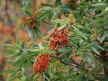 Load image into Gallery viewer, Arbutus menziesii
