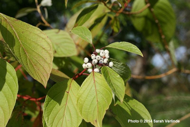 Cornus stolonifera