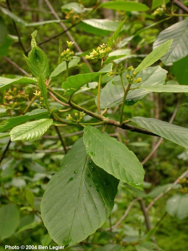 Frangula purshiana