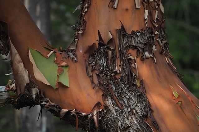 Arbutus menziesii