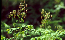 Load image into Gallery viewer, Thalictrum occidentale
