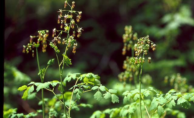 Thalictrum occidentale