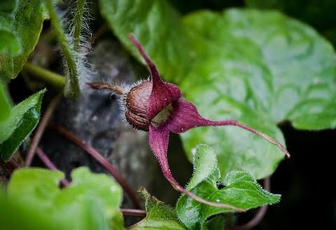 Asarum caudatum