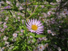 Load image into Gallery viewer, Symphyotrichum subspicatum
