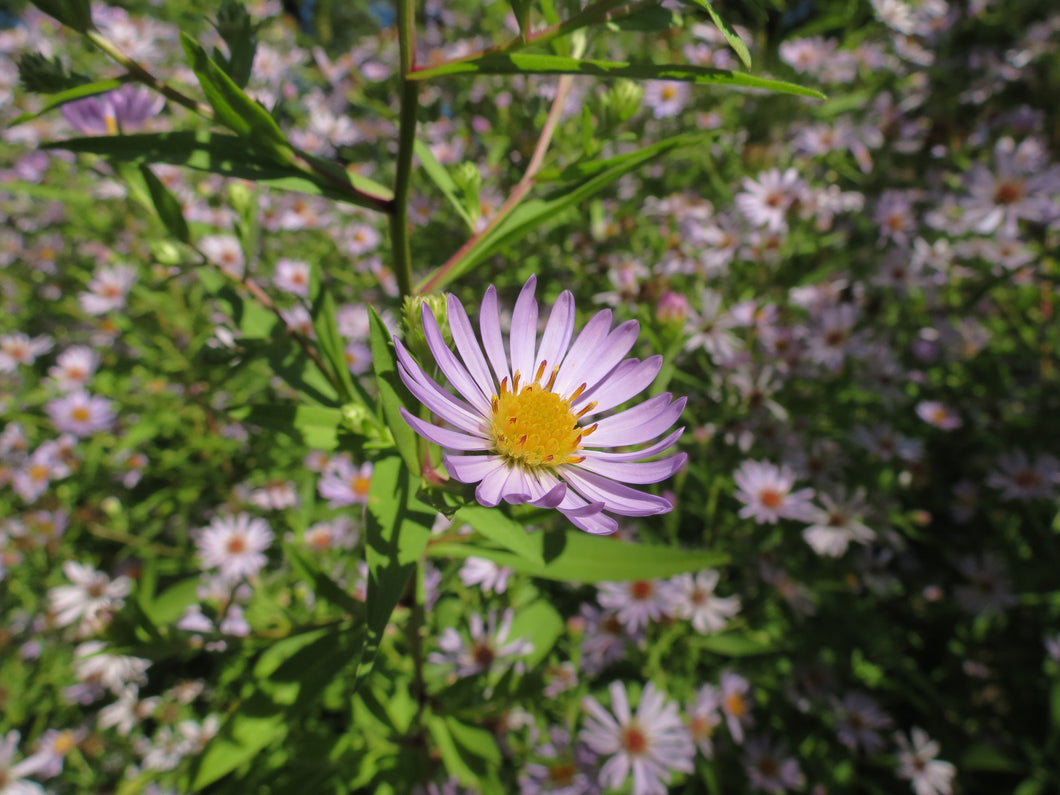 Symphyotrichum subspicatum
