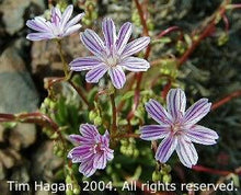 Load image into Gallery viewer, Lewisia columbiana
