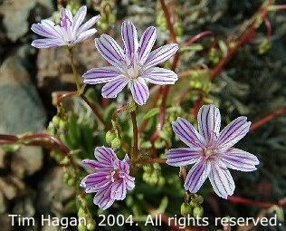 Lewisia columbiana