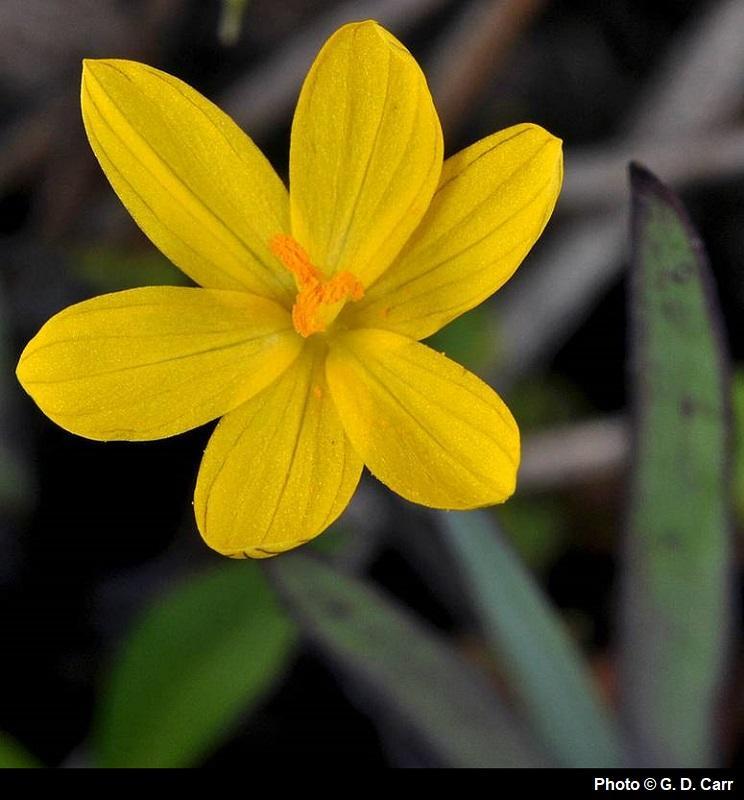 Sisyrinchium californicum