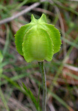 Load image into Gallery viewer, Fritillaria affinis
