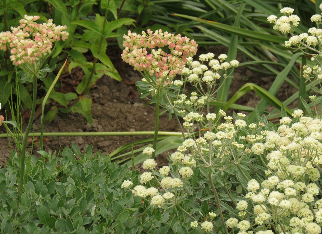 Eriogonum umbellatum