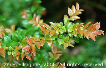 Vaccinium ovatum