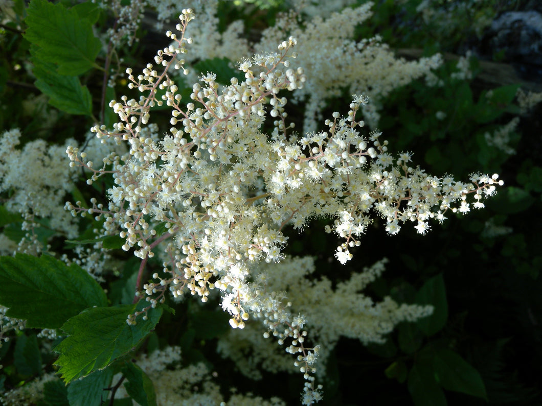 Holodiscus discolor