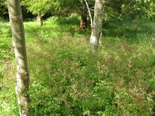 Load image into Gallery viewer, Thalictrum occidentale
