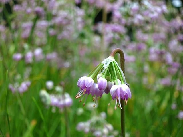 Allium cernuum