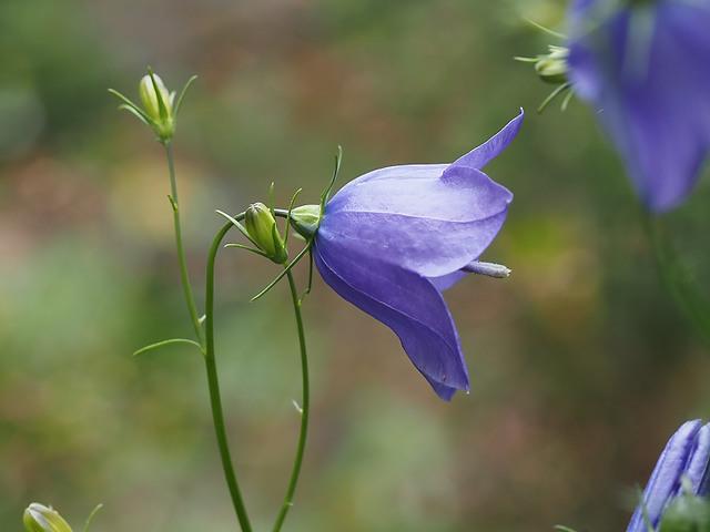 Campanula rotundifolia