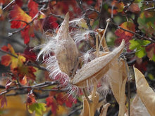 Load image into Gallery viewer, Asclepias speciosa
