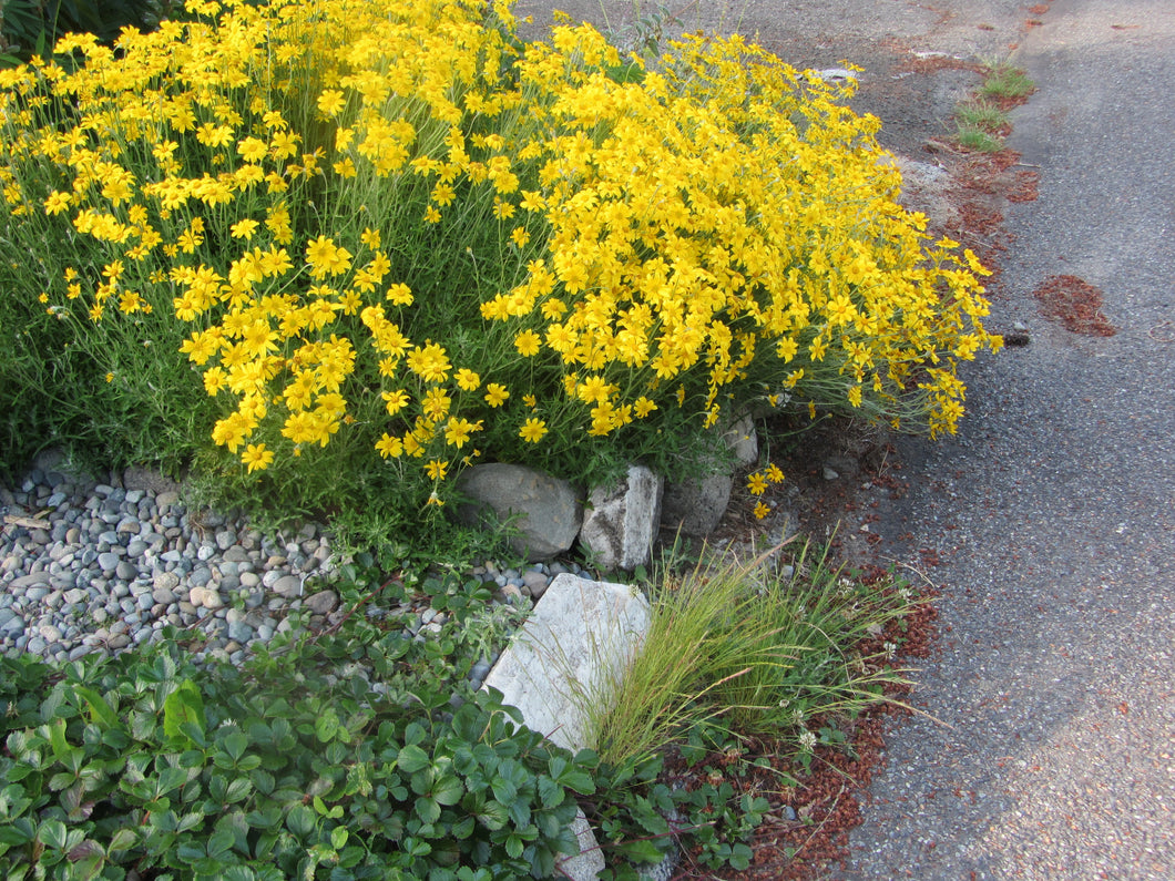 Eriophyllum lanatum