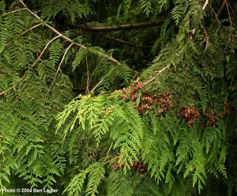 Thuja plicata