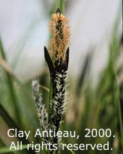 Load image into Gallery viewer, Carex obnupta
