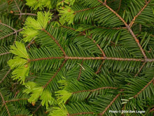 Load image into Gallery viewer, Abies grandis
