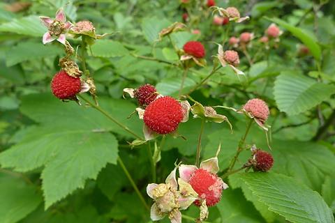 Rubus parviflorus