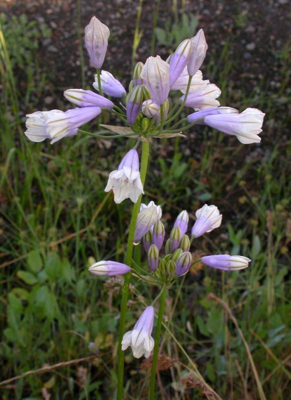 Triteleia grandiflora