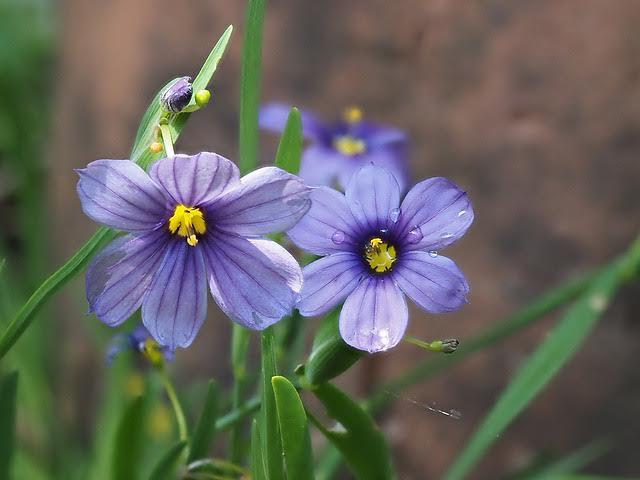 Sisyrinchium idahoense