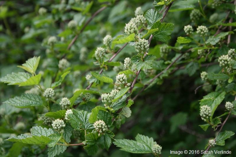 Physocarpus capitatus